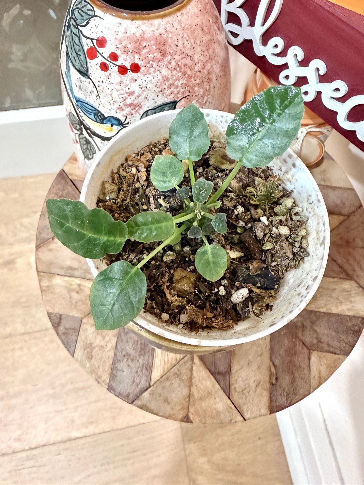 Dorstenia Foetida Green