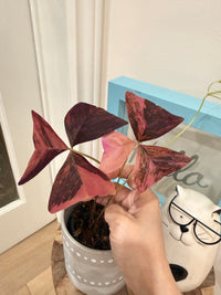 Oxalis Triangularis Variegated