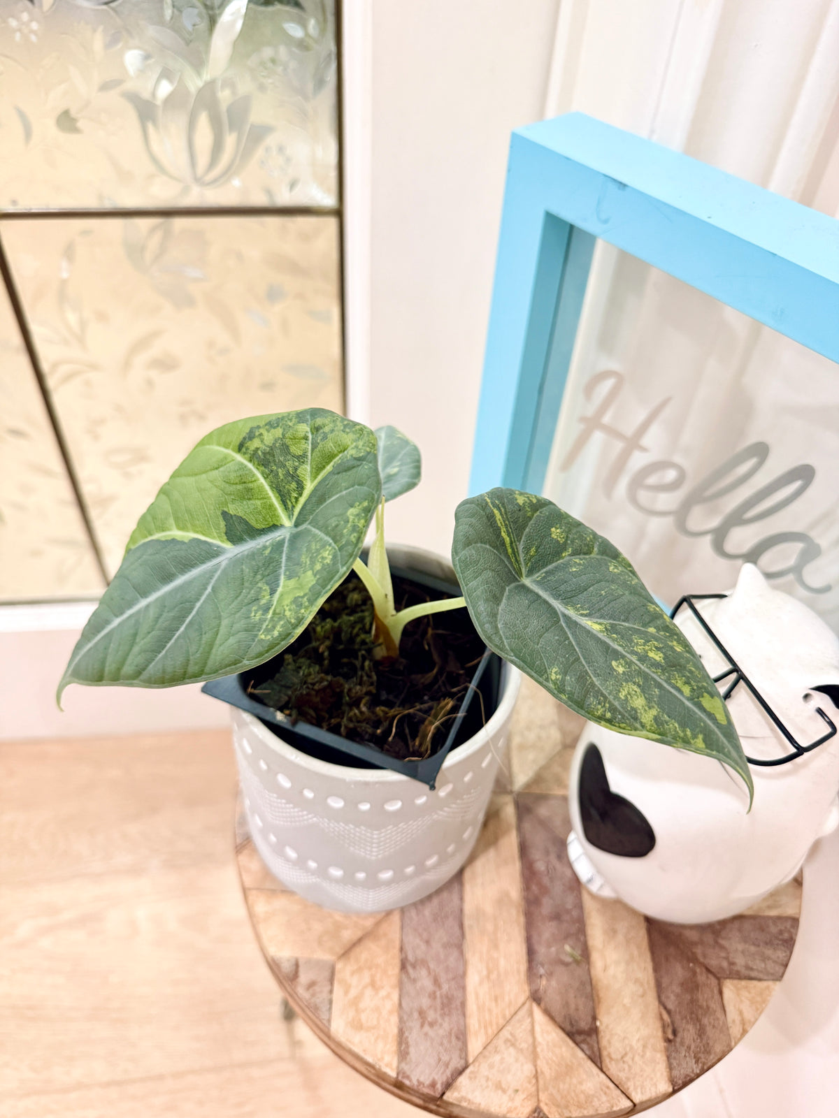 ALOCASIA GOLDEN LIME