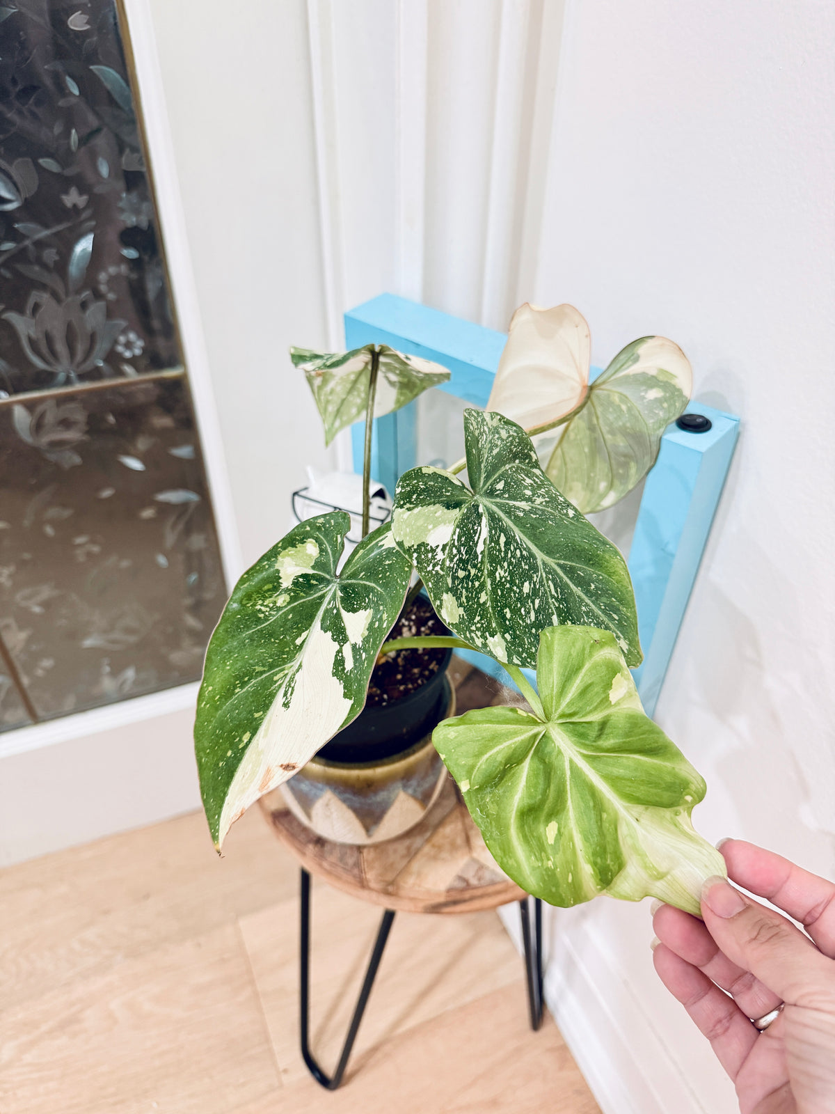 Philodendron Gloriosum Galaxy
