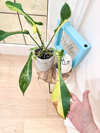 Philodendron Joepii Variegated