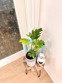 Philodendron Selloum Variegated