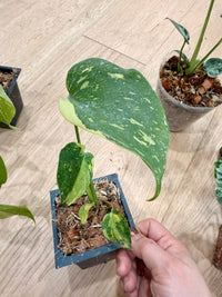 Monstera Electrolyte