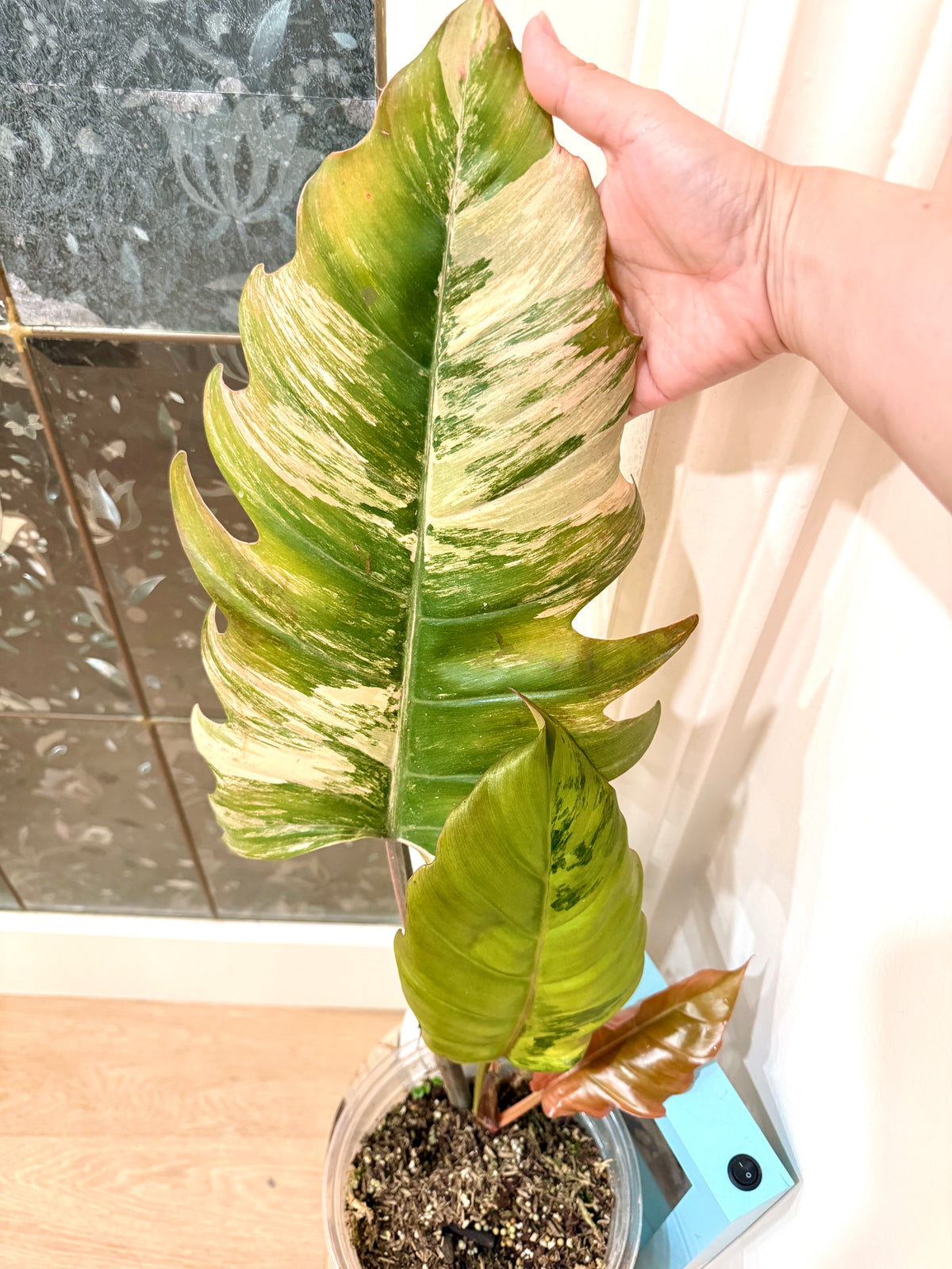 Philodendron Caramel Marble