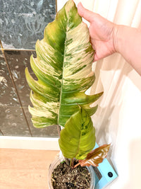 Philodendron Caramel Marble