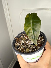 Alocasia Pseudo Aurea