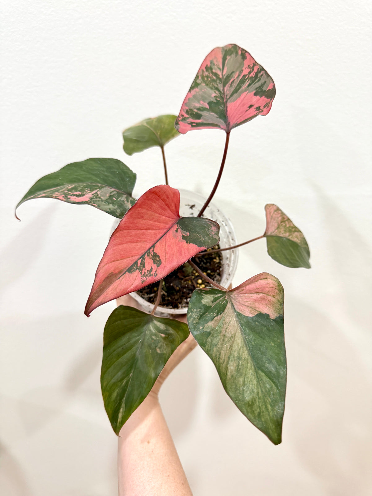 Homalomena Pink Diamond