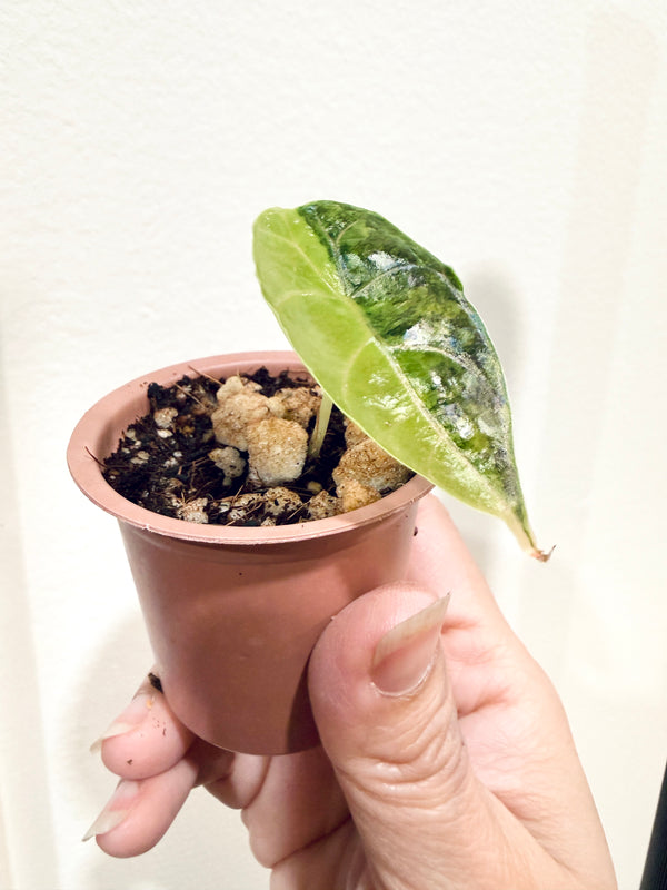 Alocasia Azlanii Aurea