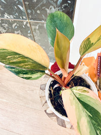 Philodendron Red Congo Variegated