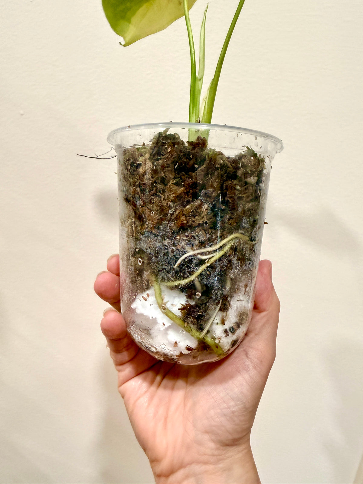 Monstera Electrolyte