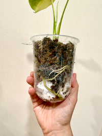 Monstera Electrolyte