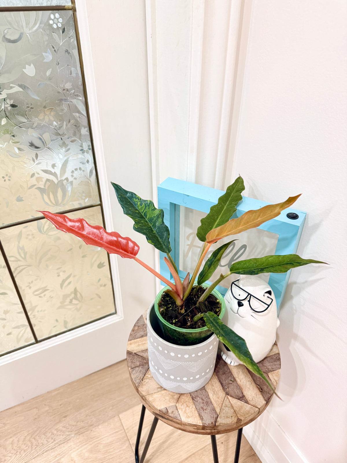 Philodendron Caramel Fire Tiger