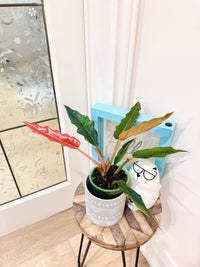 Philodendron Caramel Fire Tiger