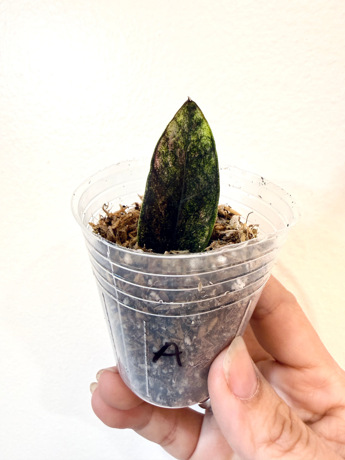 ZZ BLACK RAVEN VARIEGATED (Zamioculcas Zamiifolia Variegata)