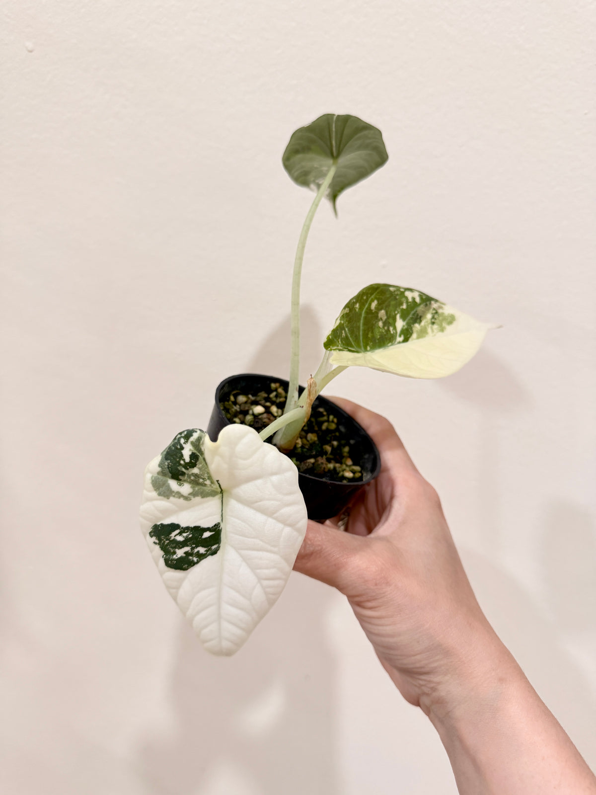 Alocasia Maharani Albo
