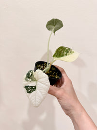 Alocasia Maharani Albo