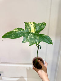 Philodendron Florida Beauty x Mayoi