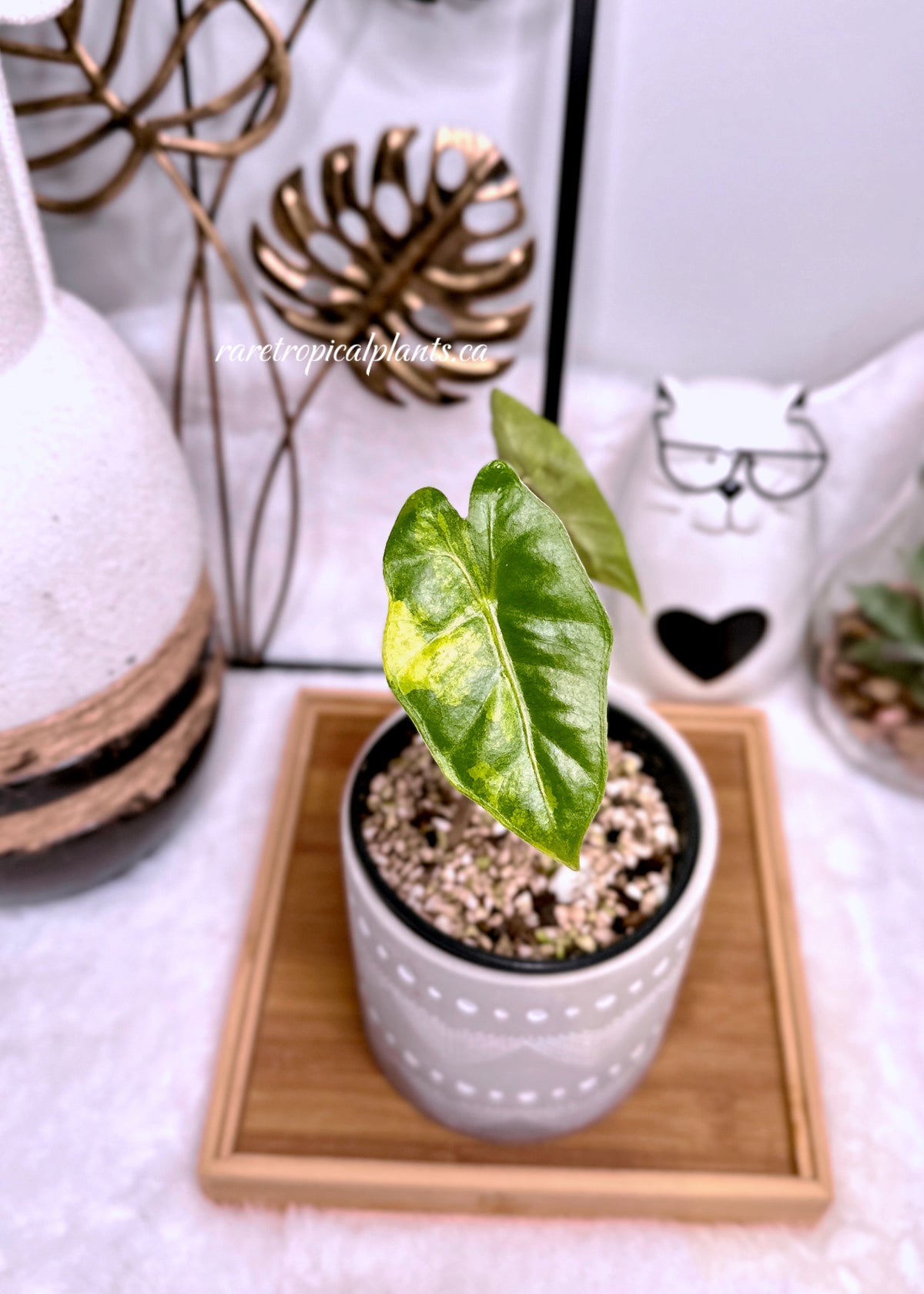 Alocasia Pseudo Sanderiana Aurea