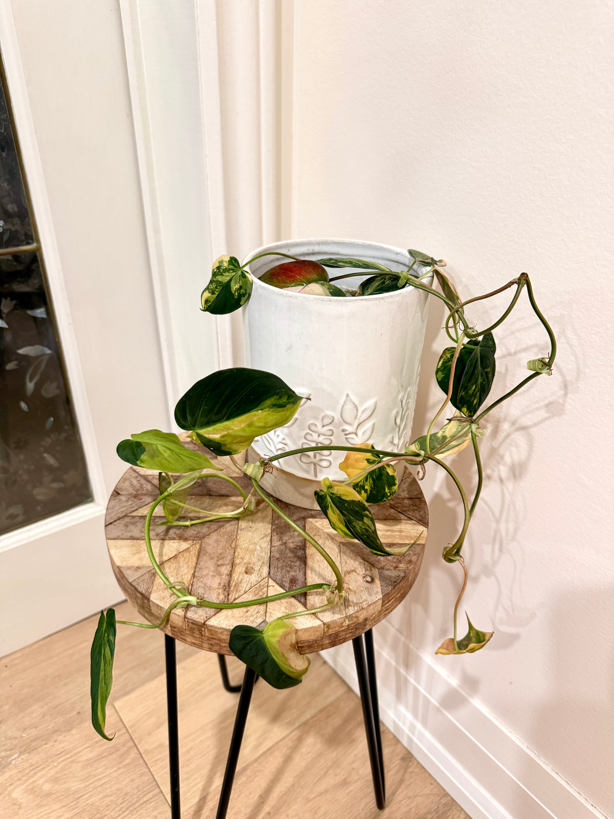 Philodendron Micans Variegated