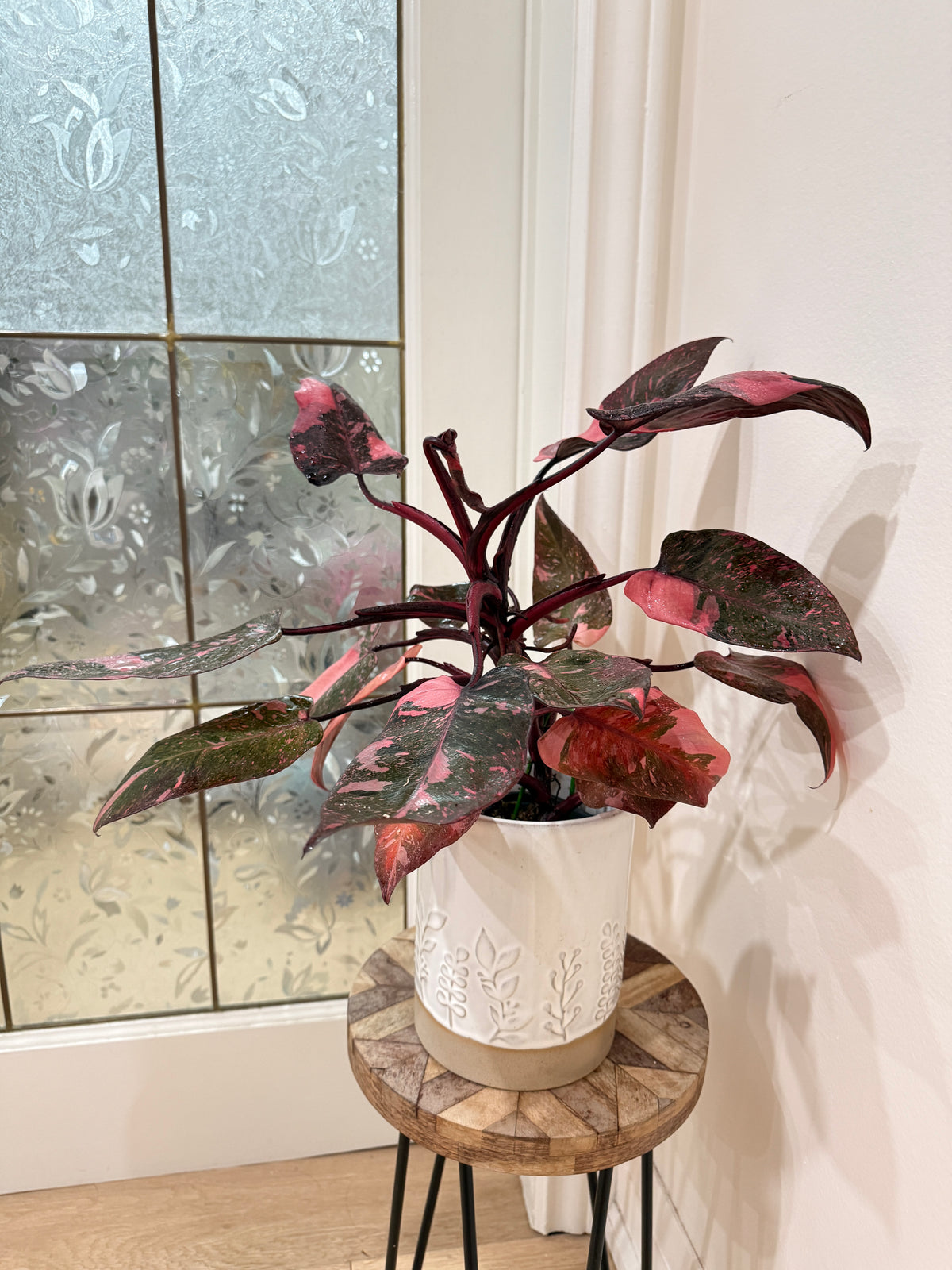 Philodendron Pink Princess Galaxy