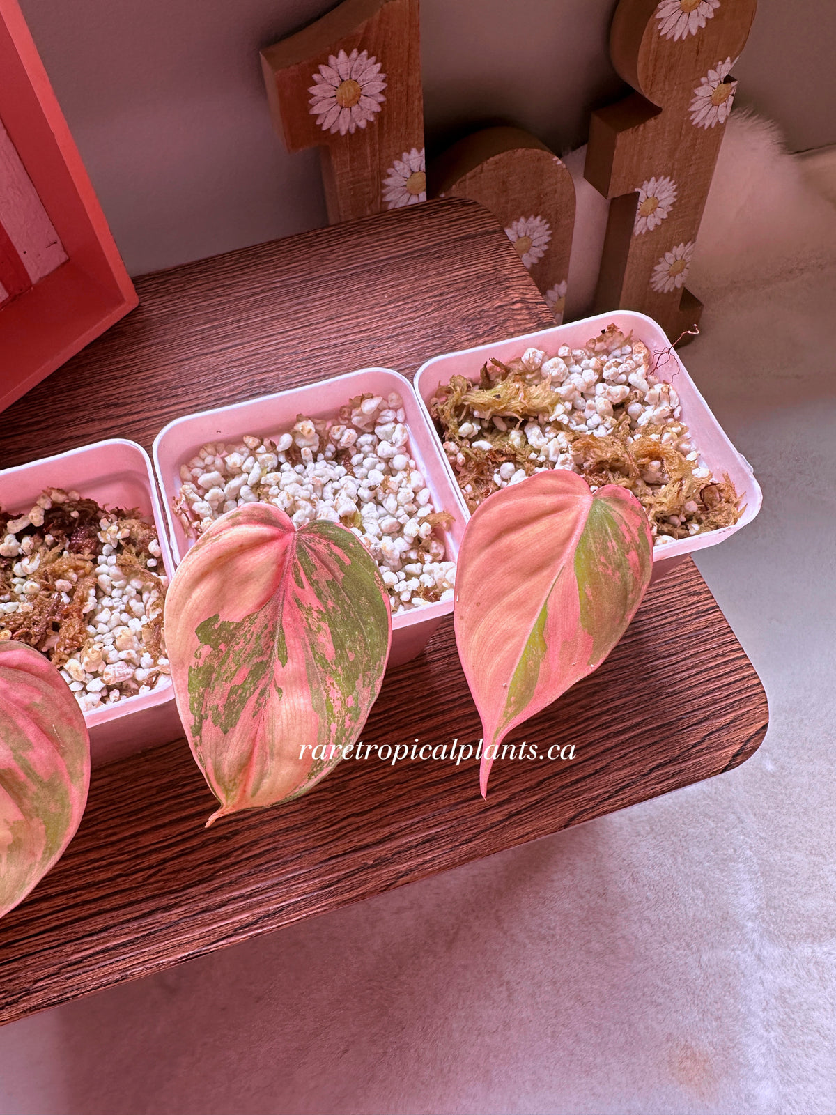 Philodendron Pink Micans