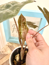 Alocasia Pseudo Pink
