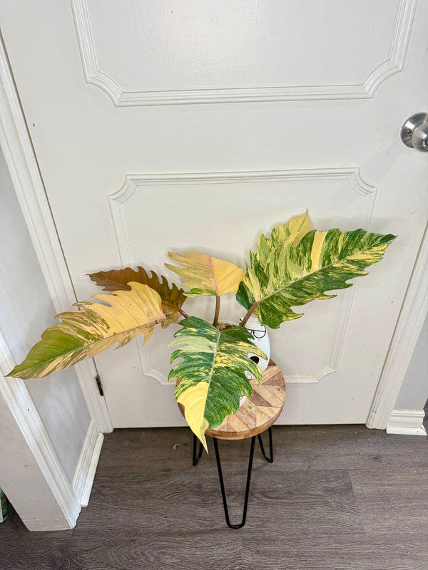 Philodendron Caramel Marble
