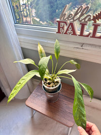 Anthurium Vittarifolium Variegated