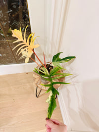Philodendron Florida Beauty x Tortum