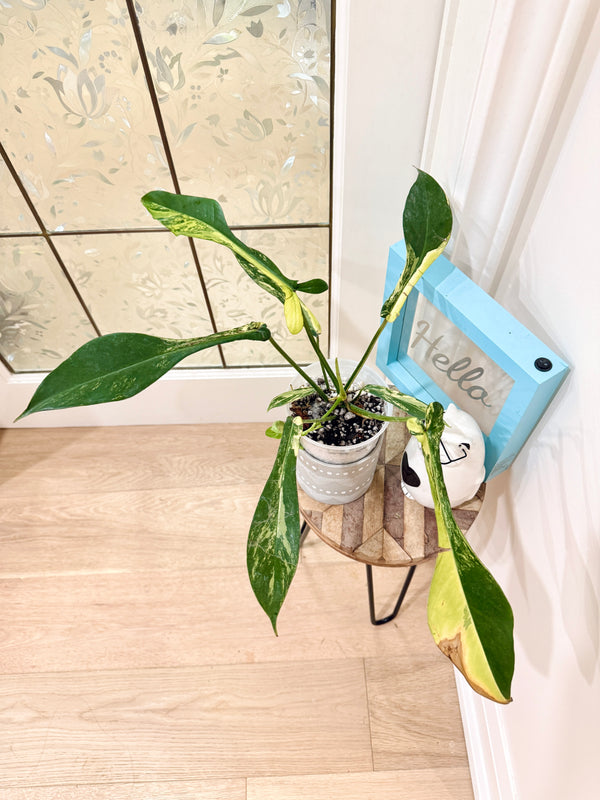 Philodendron Joepii Variegated