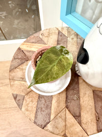 Alocasia Sedenii Aurea