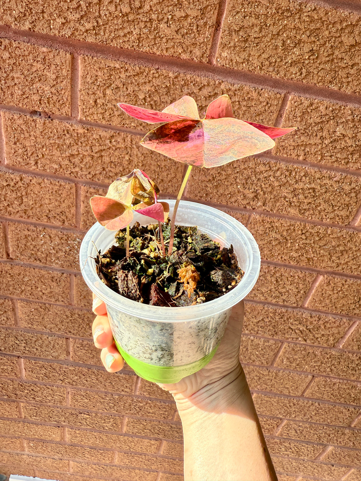 Oxalis Triangularis Variegated