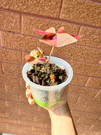 Oxalis Triangularis Variegated