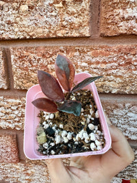 ZZ Pink Plant