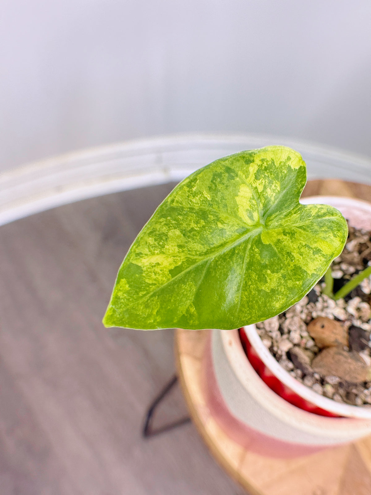 Alocasia Gageana Mint