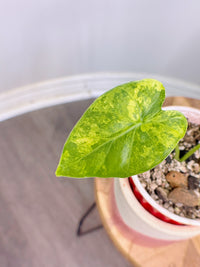 Alocasia Gageana Mint