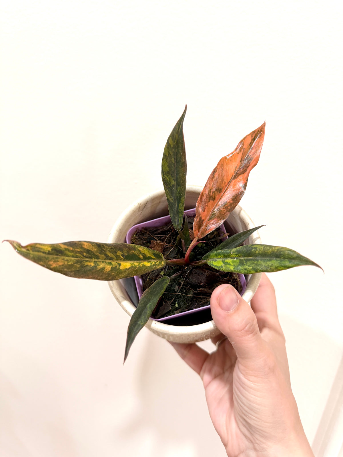 Philodendron Caramel Fire Tiger
