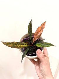 Philodendron Caramel Fire Tiger