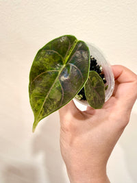 Alocasia Azlanii Aurea