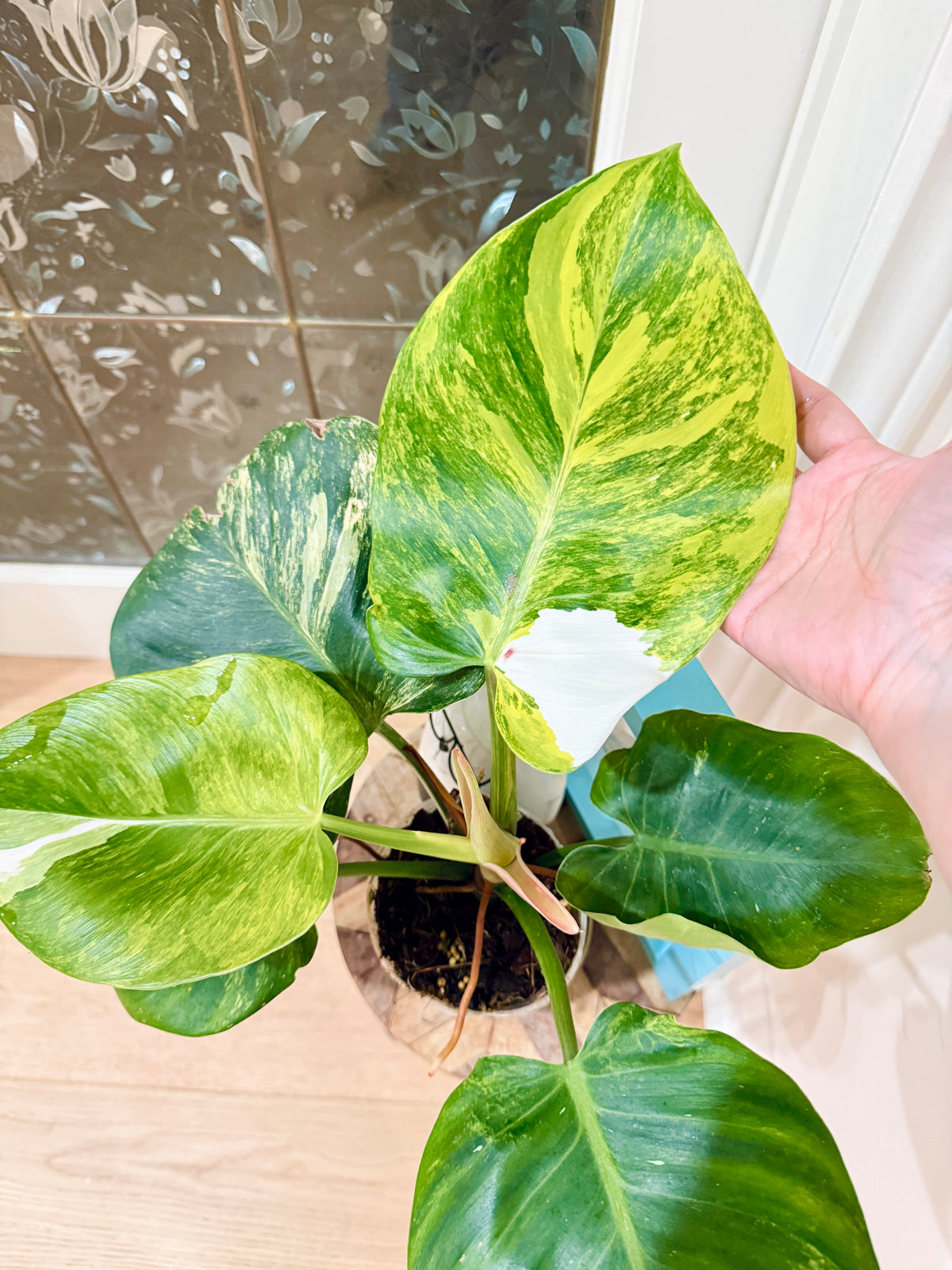 Philodendron White Knight Aurea/Tricolour