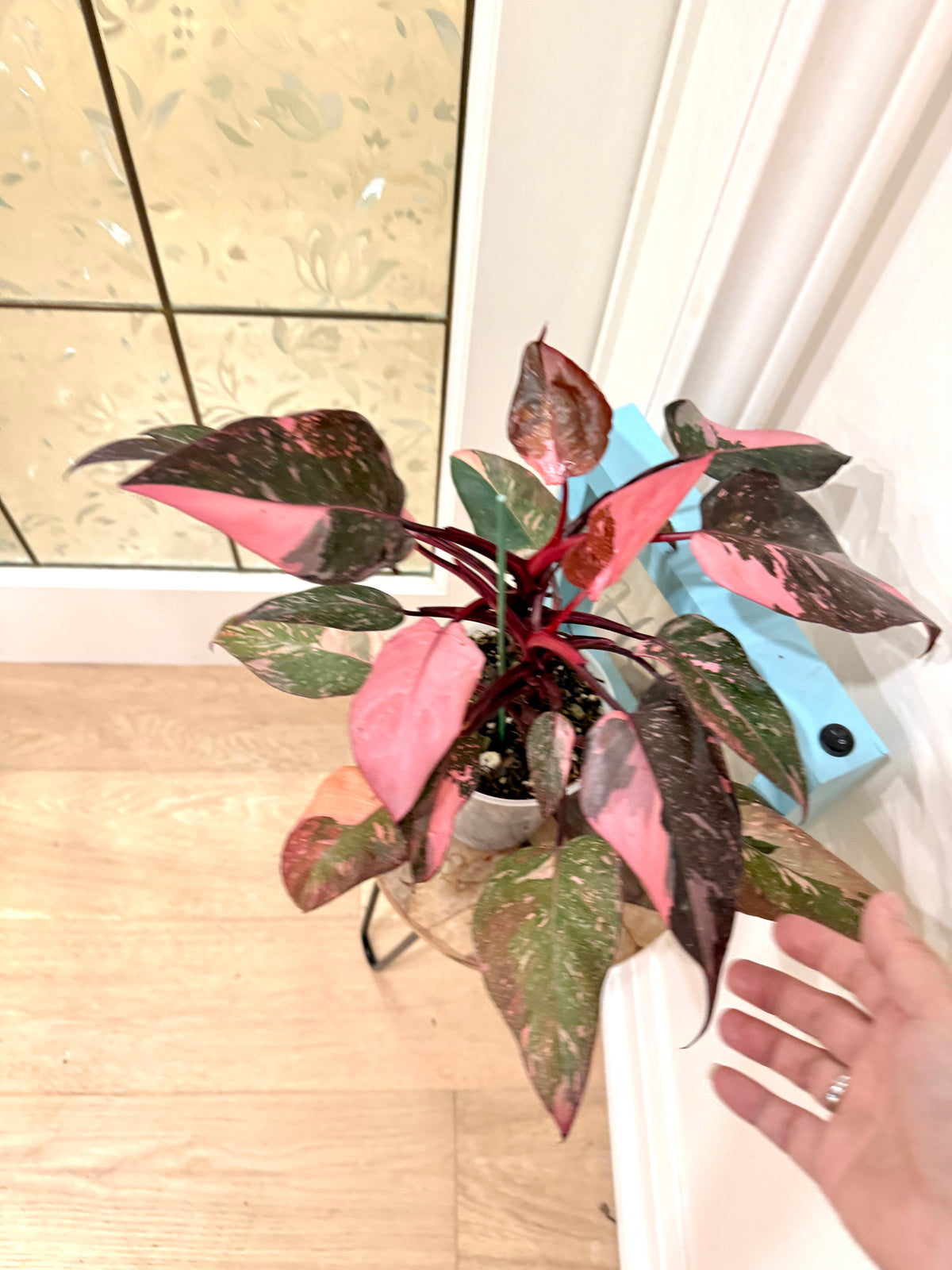 Philodendron Pink Princess Galaxy