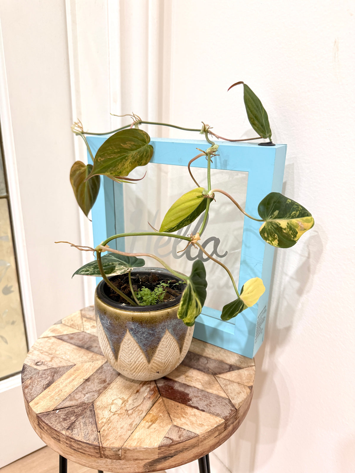 Philodendron Micans Variegated