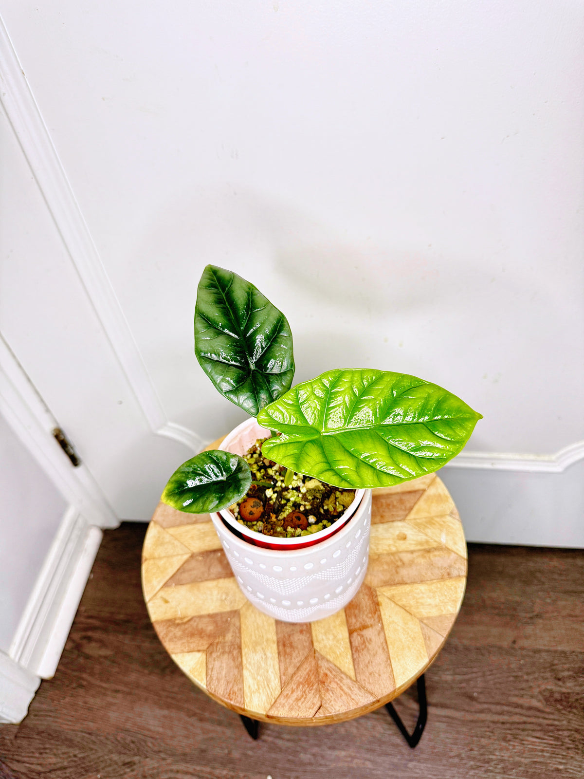 Alocasia Sinuata