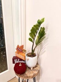 ZZPlant Aurea