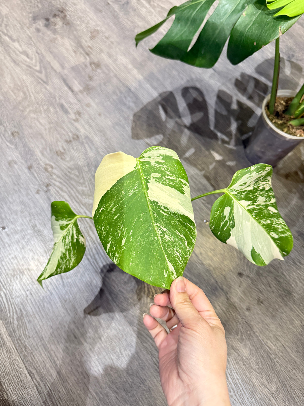 Jenna Plants