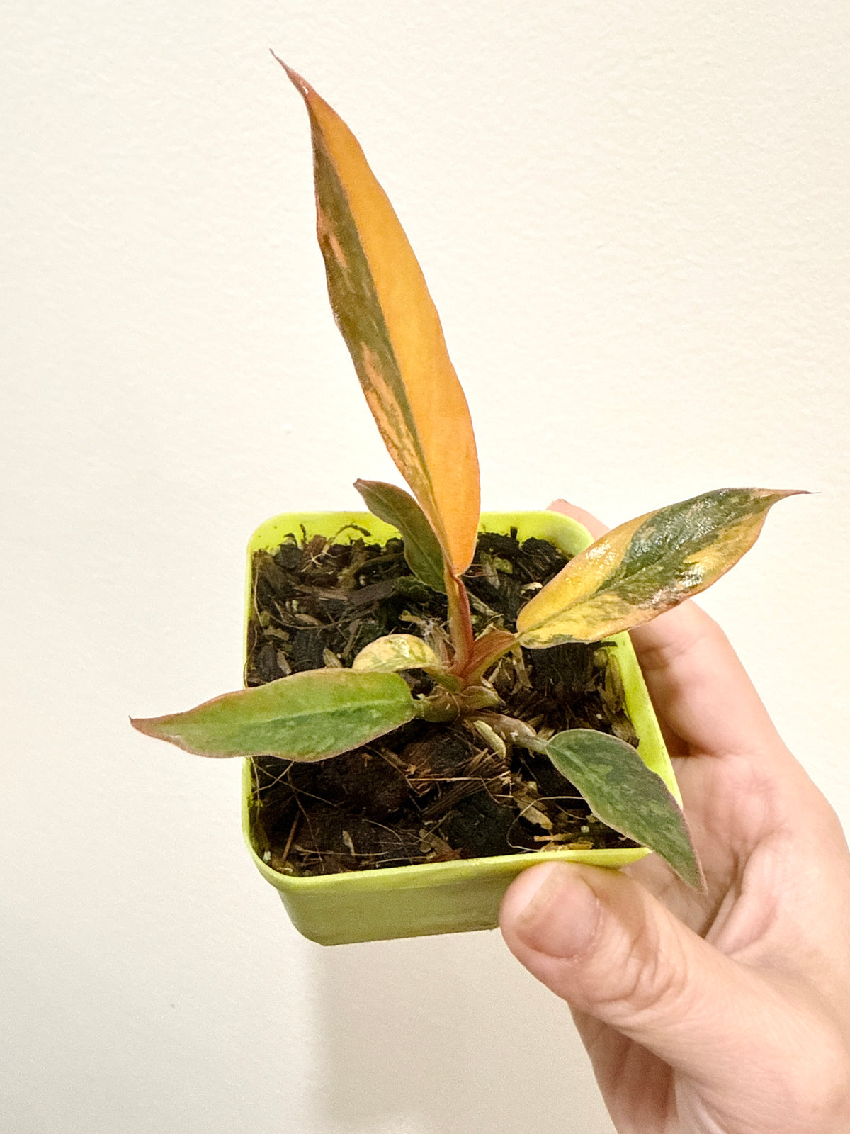 Philodendron Caramel Fire Tiger