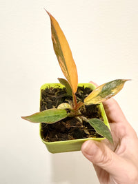 Philodendron Caramel Fire Tiger