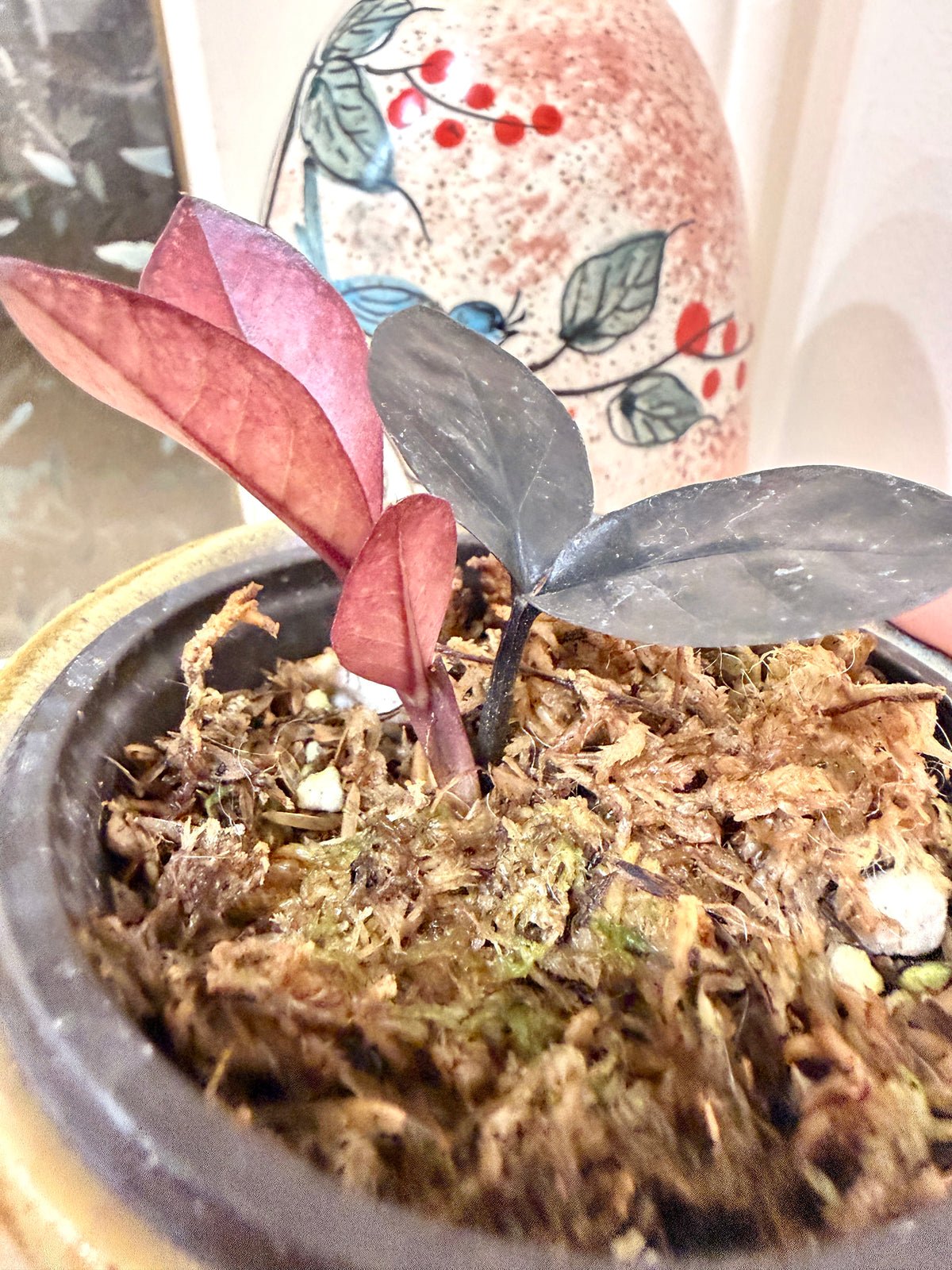 Black Pink ZZ Raven Plant Variegated