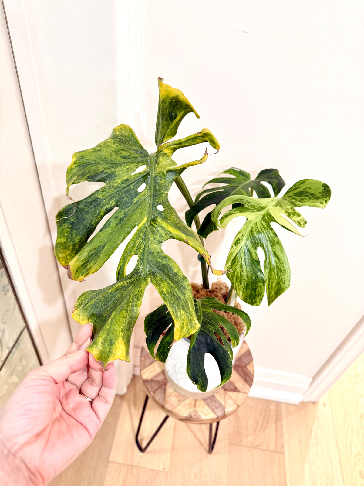 Monstera Ocean Mint Green Coral