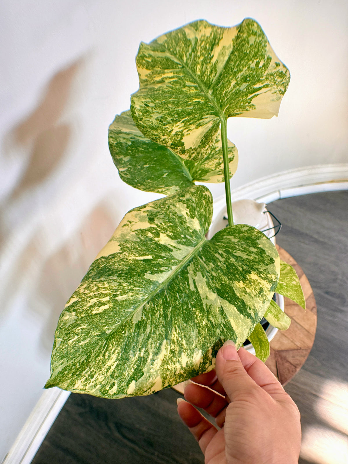 Monstera Legacy